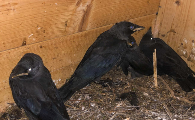 In Nisthilfen, die eigentlich für andere Vögel installiert wurden, sind Dohlen entdeckt worden