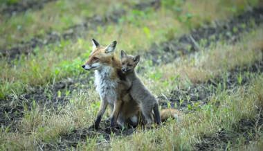 Herzige Jungfüchse gehen auf spannende Entdeckungsreisen im Grabser Riet