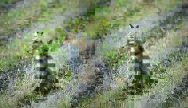 Herzige Jungfüchse gehen auf spannende Entdeckungsreisen im Grabser Riet