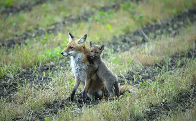Herzige Jungfüchse gehen auf spannende Entdeckungsreisen im Grabser Riet
