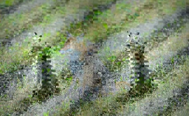 Herzige Jungfüchse gehen auf spannende Entdeckungsreisen im Grabser Riet