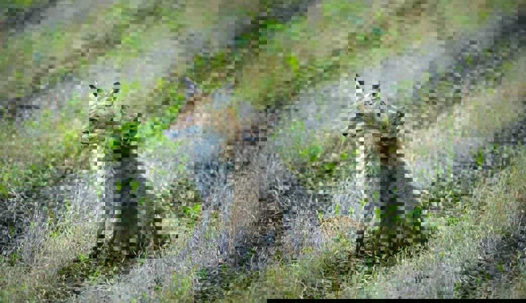 Herzige Jungfüchse gehen auf spannende Entdeckungsreisen im Grabser Riet