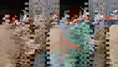 Endlich wieder Viehschau: Grace und Luvenja sind die neuen Missen