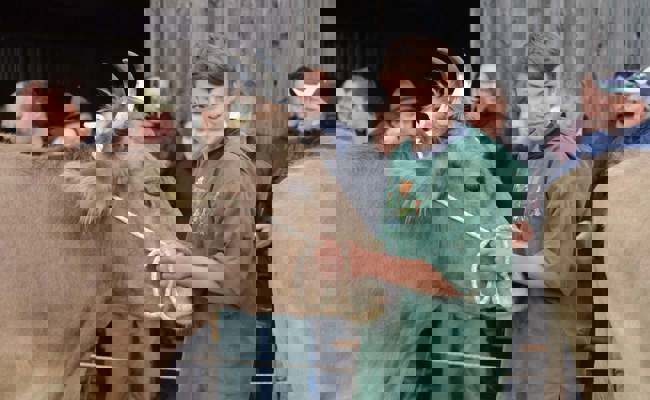 Endlich wieder Viehschau: Grace und Luvenja sind die neuen Missen