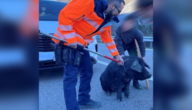 Ausgebüxter Eber legt Verkehr auf der Autobahn lahm