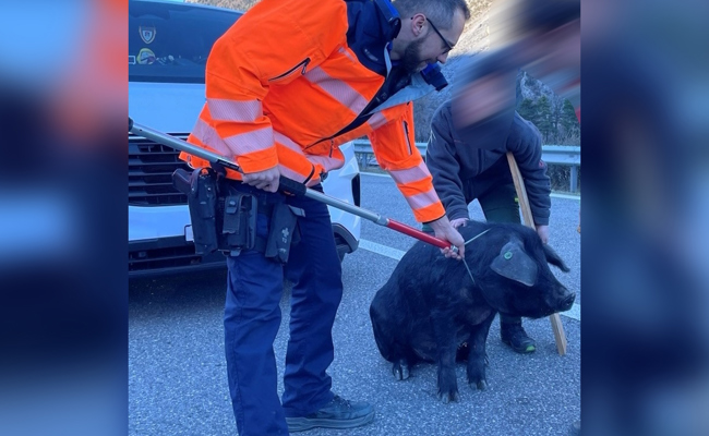 Ausgebüxter Eber legt Verkehr auf der Autobahn lahm