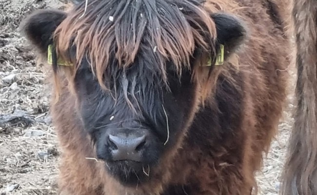 Angeblicher Wolfsriss stellt sich als Absturz heraus