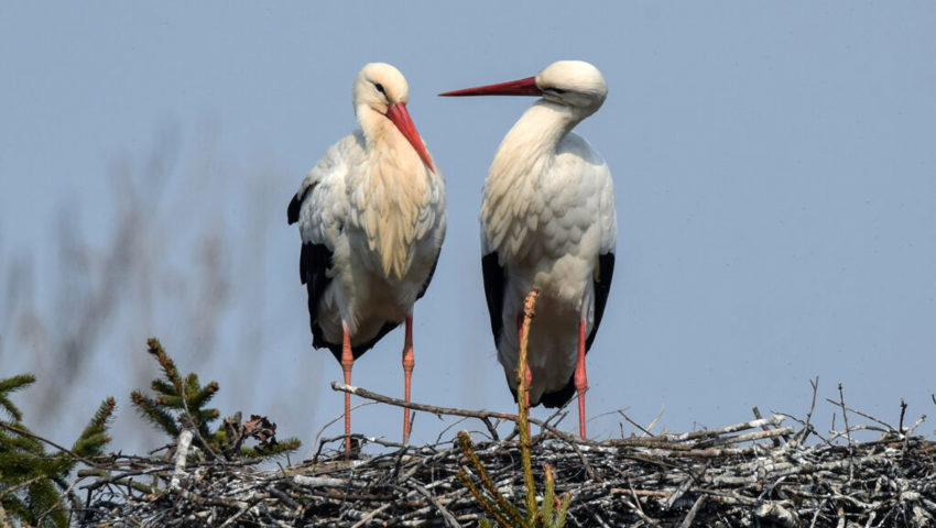  Ein Storchenpaar besetzt sein altes Nest. 