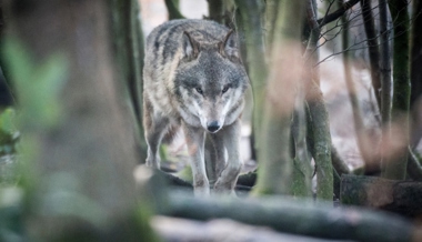 «Mission Impossible»: Biologe sieht keine Zukunft für den Wolf – Nationalrätin widerspricht