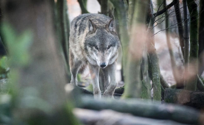 «Mission Impossible»: Biologe sieht keine Zukunft für den Wolf – Nationalrätin widerspricht