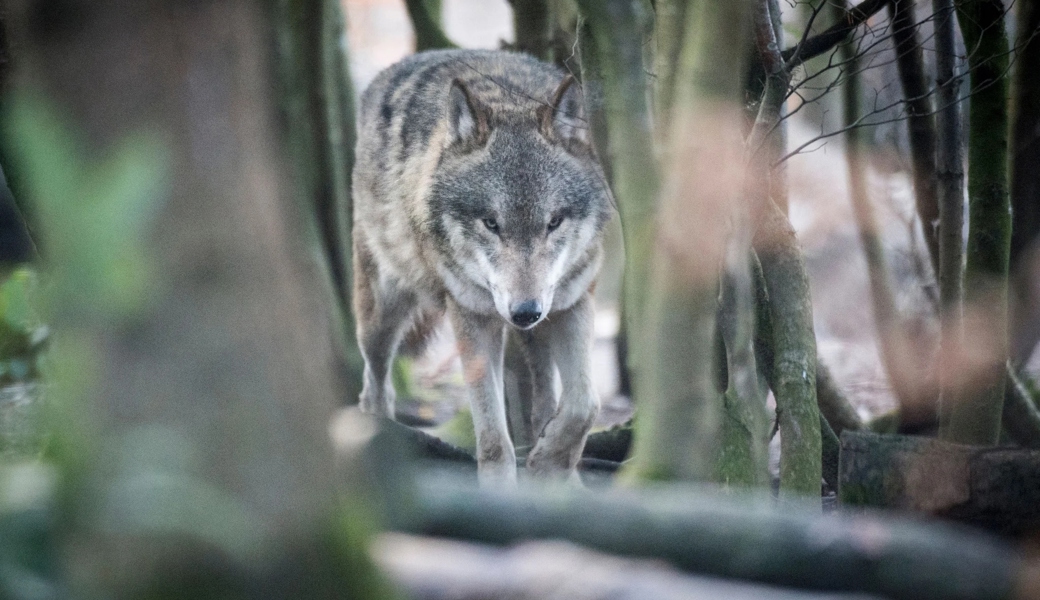 Der Wolf ist umstritten wie eh und je. 