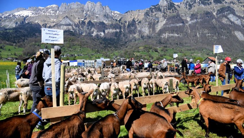 18. April: Die Ziegenzucht-Genossenschaft Gams feiert mit einem Jahr Verspätung ihr 125-Jahr-Jubiläum. 280 Tiere werden an der Jubiläumsschau aufgeführt. 18. April: Die Ziegenzucht-Genossenschaft Gams feiert mit einem Jahr Verspätung ihr 125-Jahr-Jubiläum. 280 Tiere werden an der Jubiläumsschau aufgeführt.
