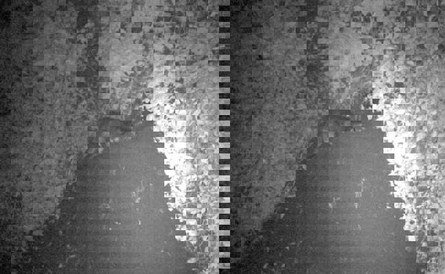 Erster Fischotter-Nachweis im Kanton St.Gallen seit 49 Jahren