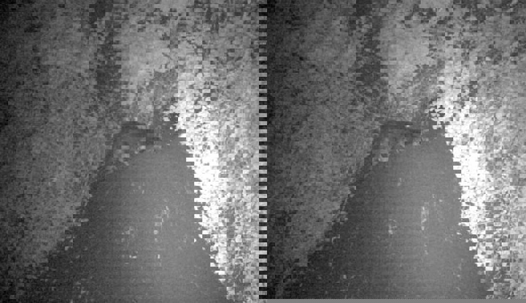 Sensation: In Haag gelang der erste gesicherte Nachweis eines Fischotters im Kanton St.Gallen seit 49 Jahren. 