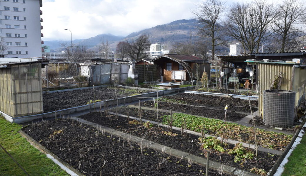  Die Zukunft der Kleinpflanzerparzellen in Buchs bewegt die Menschen. 