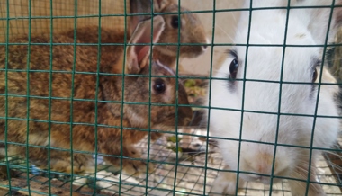 Strafbefehl wegen Tierquälerei: Kaninchen litten unter miserablen Bedingungen