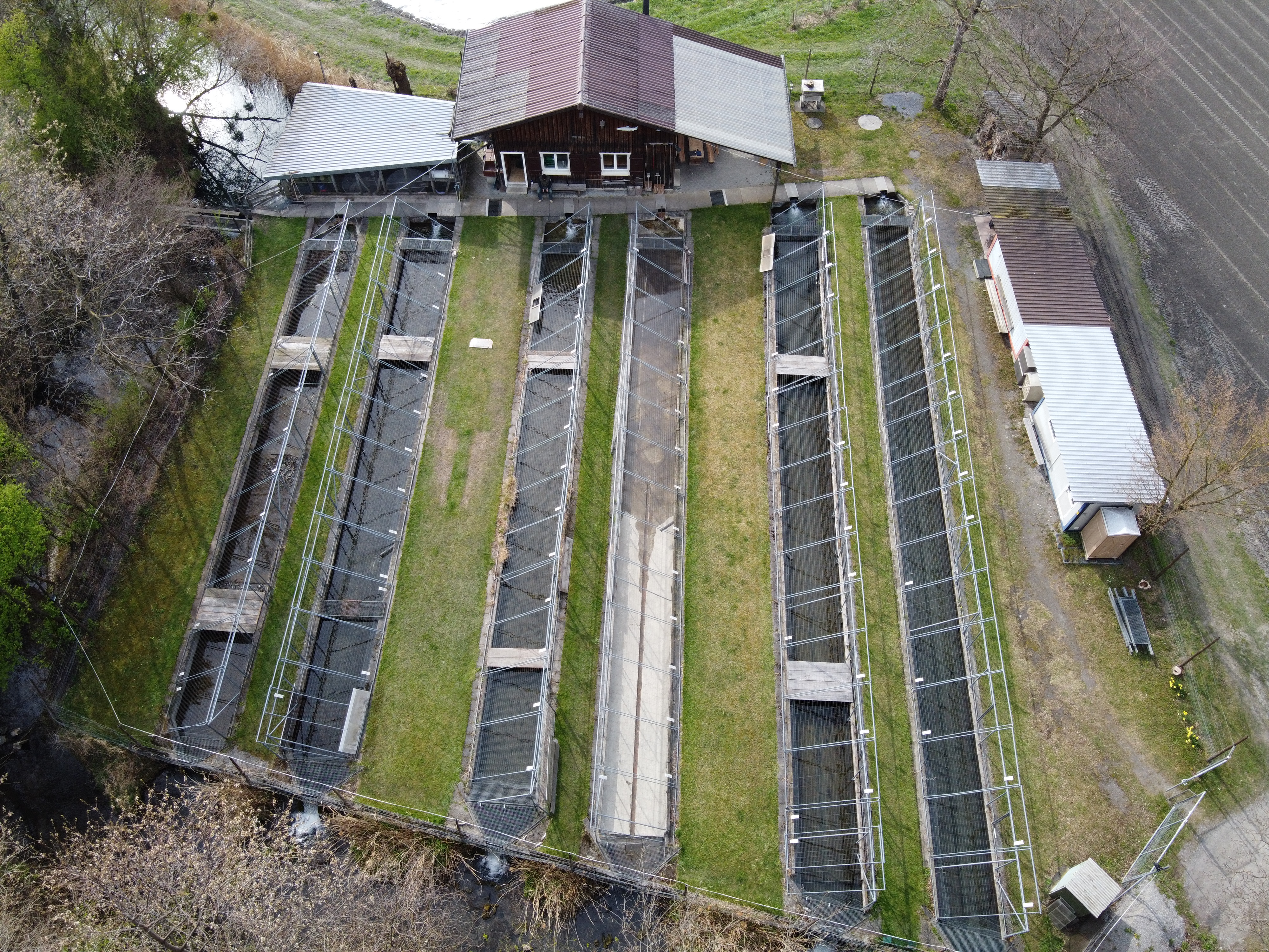 Fischer stimmen Projekt zum Erhalt der Äschenzucht zu