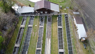 Fischer stimmen Projekt zum Erhalt der Äschenzucht zu