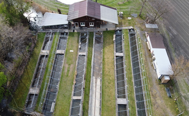 Fischer stimmen Projekt zum Erhalt der Äschenzucht zu
