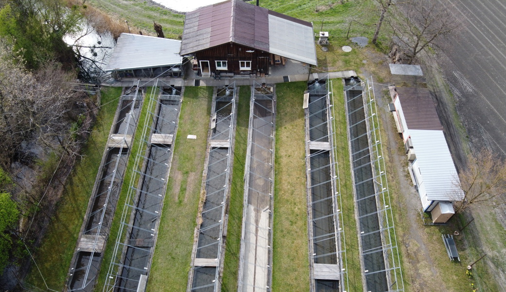 Ohne Investitionen ist der Fischereiverein nicht mehr in der Lage, die Äschenzucht am Böschengiessen weiterzubetreiben. 