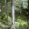 Zu viele Wildschäden durch Hirsche: Waldpolitiker «schiessen» auf Jäger