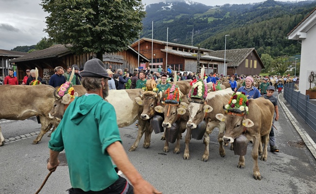 Auch das Vieh von der Alp Palfries ist jetzt im Tal