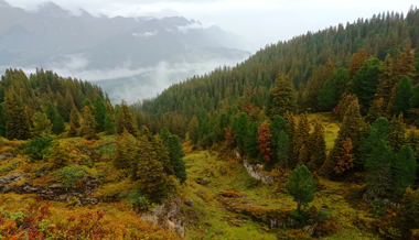 Mehr Raum für die Natur im St.Galler Wald