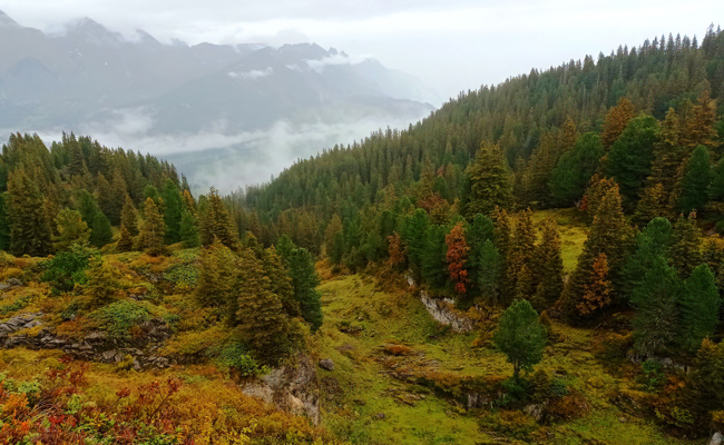 Mehr Raum für die Natur im St.Galler Wald