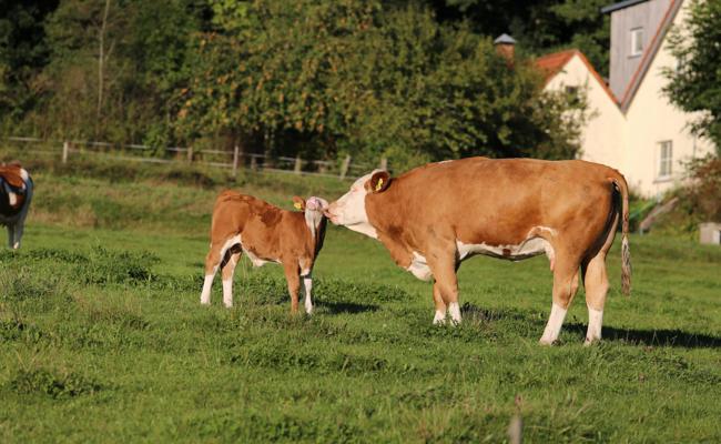 Schlachtbetrieb in Planung: Gibt es bald wieder Fleisch aus der Region?