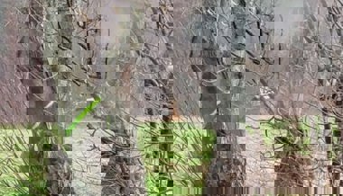 Unmut bei Buchser Kleinpflanzern: Warum werden jetzt Hochstämmer gefällt?