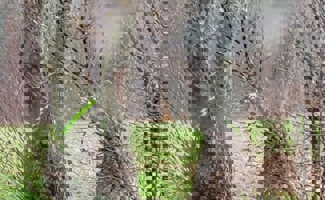 Unmut bei Buchser Kleinpflanzern: Warum werden jetzt Hochstämmer gefällt?