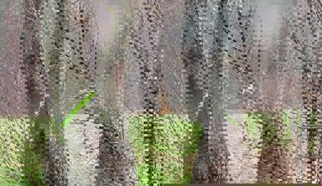 Unmut bei Buchser Kleinpflanzern: Warum werden jetzt Hochstämmer gefällt?