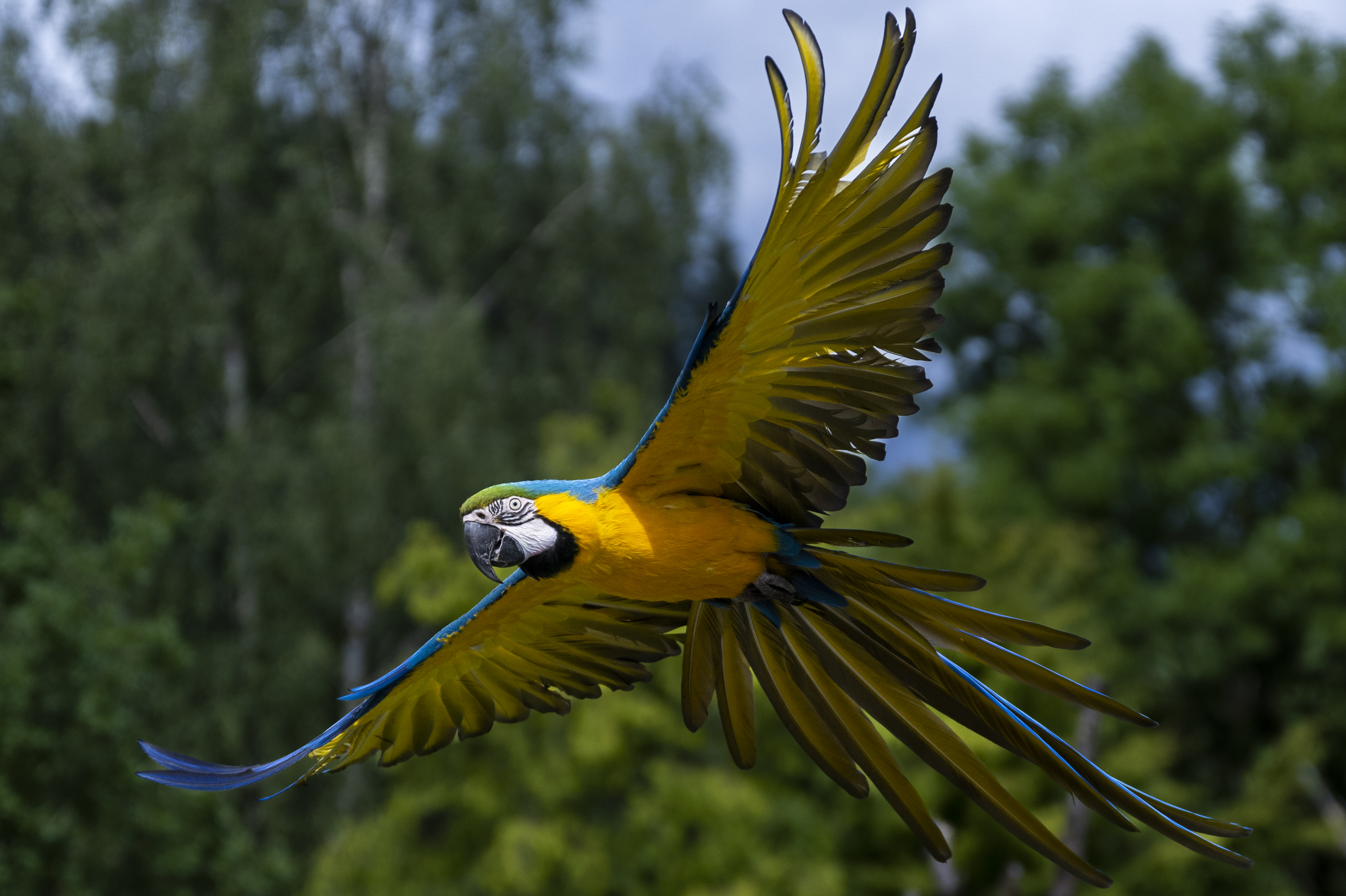 Zirkuspapagei kollidiert mit Zug und wird weiterhin vermisst