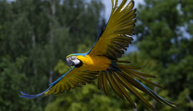 Zirkuspapagei kollidiert mit Zug und wird weiterhin vermisst