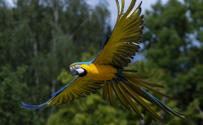 Zirkuspapagei kollidiert mit Zug und wird weiterhin vermisst