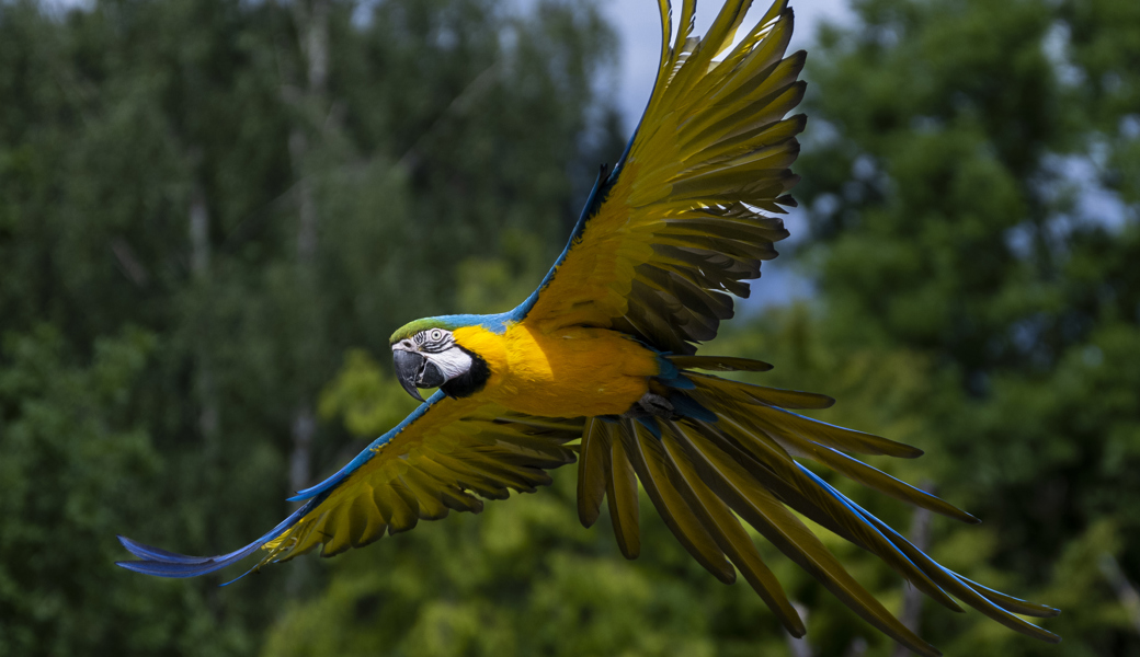 Zirkuspapagei kollidiert mit Zug und wird weiterhin vermisst Zirkuspapagei kollidiert mit Zug und wird weiterhin vermisst