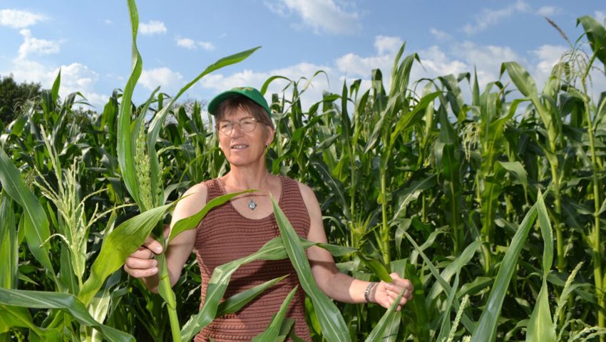  Ein kritischer Blick der Agronomin auf einen Versuchsanbau bei der Ribelmaispflanzung.