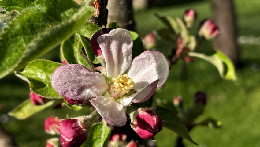  Die kalten Temperaturen gefährden die Blüten. 