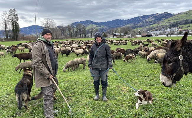 Auf Wanderschaft: 700 Schafe ziehen bis Mitte März durch die Region