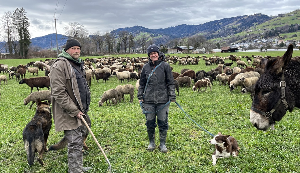 Auf Wanderschaft: 700 Schafe ziehen bis Mitte März durch die Region
