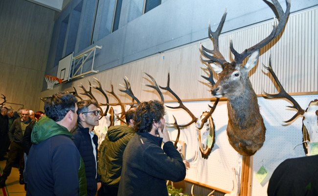 Bewunderung für über 100 Rothirschtrophäen an kantonaler Hegeschau