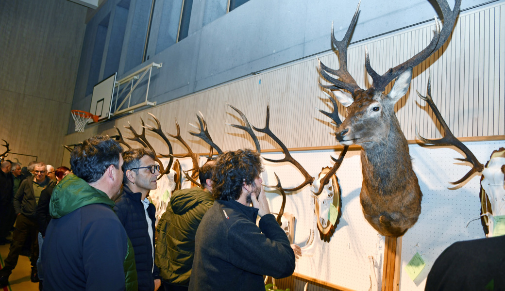 Einer überragte alle: Grosse Bewunderung für die Rothirschtrophäen an der kantonalen Hegeschau in Walenstadt. 