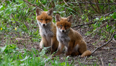 Auf den Spuren von Meister Reineke
