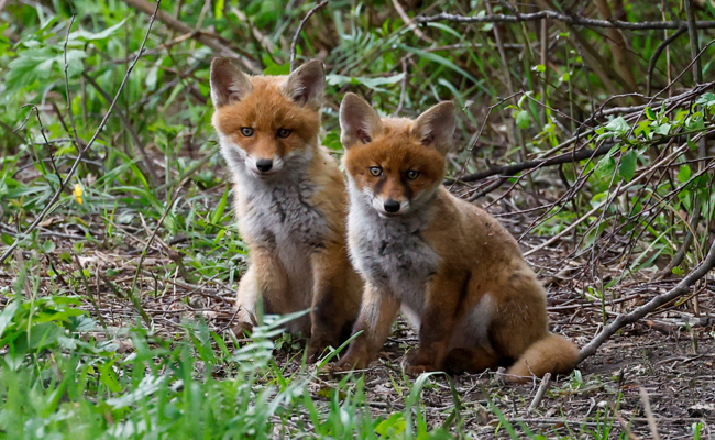 Auf den Spuren von Meister Reineke