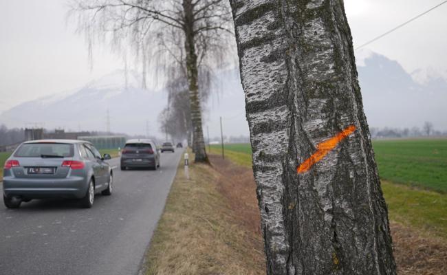 Zu gefährlich für den Verkehr: Jahrzehntealte Alleebäume werden gefällt
