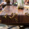 Wespen, Hornissen & Co. halten Ostschweizer Schädlingsbekämpfer auf Trab
