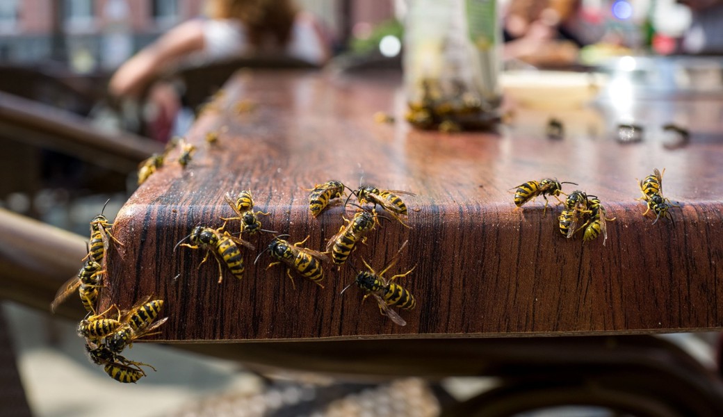 Wespen sorgen am Esstisch regelmässig für Unruhe – in diesem Sommer beschäftigen sie auch die Schädlingsbekämpfer besonders stark.