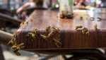 Wespen, Hornissen & Co. halten Ostschweizer Schädlingsbekämpfer auf Trab