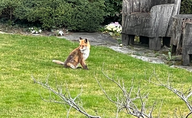 «Können sie frech und aufsässig werden»: Der Fuchs zu Besuch im heimischen Garten