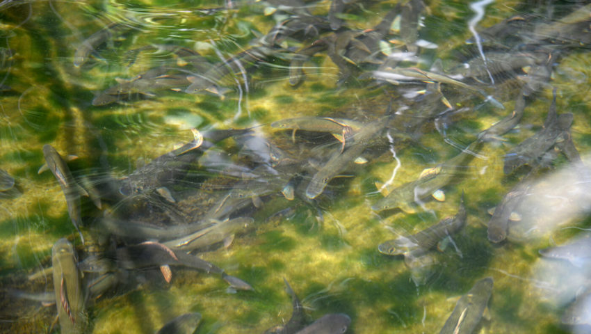  Knapp 1000 Fische haben überlebt. 